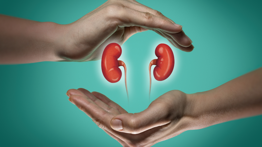 Maintains Kidney Function